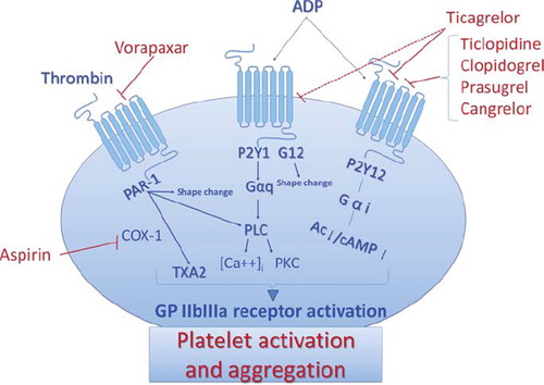Figure 1. Platelet activation pathways and drug molecular targets. Thrombin binds to PAR-1 receptor, which leads to shape change, phospholipase C (PLC) activation, thromboxane A2 (TXA2) generation, and activation of the glycoprotein (GP) IIb/IIIa receptor, resulting in sustained platelet aggregation. Cyclooxygenase (COX)-1 catalyzes the production of TXA2, a potent platelet aggregator, generated by platelets activated by thrombin and other agonists. Adenosine 5′-diphosphate (ADP) binds to its 7-transmembrane domain receptors, P2Y1 and P2Y12, to activate platelets. P2Y1 is coupled to Gaq and G12. Gaq is linked to a signaling pathway involving PLC activation, resulting in a rise in the intracellular calcium concentration ([Ca+2]i) and protein kinase C (PKC) activation, leading to GP IIb/IIIa activation and transient platelet aggregation. G12 mediates platelet shape change. P2Y12 is linked to Gαi-coupled signaling cascades associated with adenylcyclase (Ac) down-regulation and decreased cyclic-3′,5′-monophosphate (cAMP) production, which mediates GP IIb/IIIa receptor activation, leading to sustained platelet aggregation.