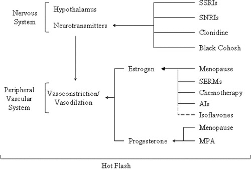 Figure 3. Summary of therapeutic and physiological influences on the thermoregulatory pathway and hot flashes. Generally, menopause reduces estrogen and progesterone levels. See text for additional details. SSRIs: selective serotonin reuptake inhibitors; SNRIs: serotonin-norepinephrine reuptake inhibitors; SERMs: selective estrogen replacement modulators; AIs: Aromatase Inhibitors; MPA: medroxyprogesterone acetate.