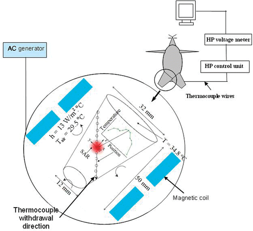 Figure 1. Schematic diagram of the rat, the AC generator, the coil, the temperature measuring path, the data acquisition unit and the theoretical model of the rat limb using an inverse heat transfer analysis.
