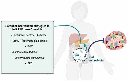 Figure 3. Therapeutic strategies targeting the gut microbiota to harness insulitis/T1D progression.