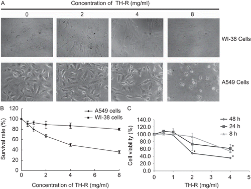 Figure 1.  (A) Morphological changes of A549 and WI-38 after treatment with TH-R for 72 h; 24 h after plating, cells were exposed to various concentrations of TH-R (0, 2, 4, 8 mg/mL) for 72 h. (B) The cytotoxic effect of TH-R in A549 lung cancer and WI-38 cells for 72 h after treatment with various concentrations of TH-R using a cellular viability assay (MTS assay). (C) The cytotoxic effect of TH-R treatment for 8 h, 24 h and 48 h in A549 cells. The data are presented as mean ± SD of triplicate experiments. * indicates a P <0.05 with Student’s t-test, as compared with untreated cells. Columns, means of three determinations; bars, SD. (* means P <0.05). Each cell treatment concentration as repeated in three separate experiments.