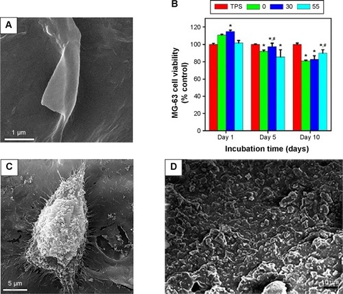 Figure 3 Effect of carbon nanostructures on the performance of electrodeposited polysaccharide coatings on Ti foils.Notes: (A) SEM image of CS/GO (30 wt%) coating.Citation113 (B) MTT viability and (C) SEM morphology of MG-63 cells cultured on the surface of the CS/GO coating. (D) A SEM image of alginate/BG/ND film. Copyright © 2013. Elsevier B.V. Reproduced from Mansoorianfar M, Shokrgozag MA, Mehrjoo M, Tamjid E, Simchi A. Nanodiamonds for surface engineering of orthopedic implants: enhanced biocompatibility in human osteosarcoma cell culture. Diam Relat Mater. 2013;40(0):107–114.Citation53 (E) Formation of apatite phases on the surface of the alginate coating after 28 days of incubation in the SBF and (F) its MG-63 cell viability response. (G) The antibacterial performance of the CS/GO coating containing vancomycin against Staphylococcus aureus. Insets: plate counting images showing S. aureus bacteria colonies after 120 min incubation for the CS-30GO film containing (a) 0, (b) 0.5 and (c) 1 g/l antibiotics. (H) Cumulative drug release of the CS/GO (30 wt%) coating. Copyright © 2015. Elsevier B.V. Reproduced from Ordikhani F, Ramezani Farani M, et al. Physicochemical and biological properties of electrodeposited graphene oxide/chitosan films with drug-eluting capacity. Carbon. 2015;84(0):91–102.Citation113 *Denotes significant difference between TPS and EPD coatings (P<0.05). #Denotes significant difference between CS and composite coatings (P<0.05).Abbreviations: SEM, scanning electron microscope; CS, chitosan; GO, graphene oxide; BG, bioactive glass; ND, nanodiamond; SBF, simulated body fluid; TPS, tissue culture polystyrene; EPD, electrophoretic deposition; MTT, 3-(4,5-Dimethylthiazol-2-Yl)-2,5-Diphenyltetrazolium Bromide.