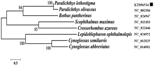 Figure 1. Phylogenetic tree of ML analyses based on complete mitochondrial amino acid sequences of P. lethostigma. The square stands for the species studied in this work.