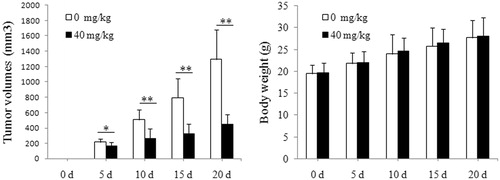 Figure 8. Effect of DDMN on tumor volumes and body weight of nude mice in the SGC-7901 cells-caused xenograft model. *p < 0.05, **p < 0.01, compared with the control.