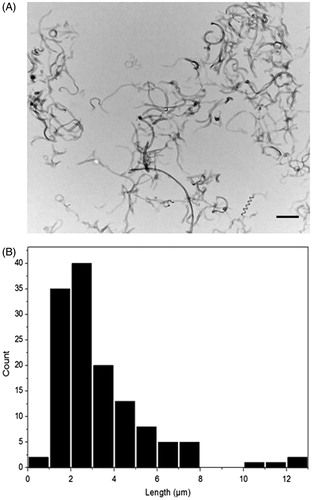 Figure 1. Morphology and size distribution of deposited MWCNTs. (A) Transmission electron microscopy (TEM) images of 125 μg/ml MWCNTs deposited on TEM grids by using the ALICE system (scale bar: 5 μm). (B) Histogram represents the length distribution (in μm) of nebulised MWCNTs.