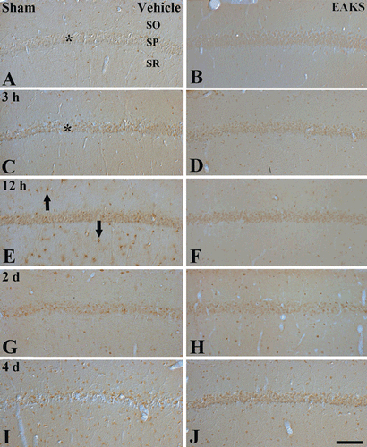 Figure 2.  Immunohistochemistry for 8-OHdG in the CA1 region in the vehicle-ischemia (A, C, E, G, I) and 50 mg/kg EAKS-ischemia (B, D, F, H, J) groups at sham (A, B), 3 h (C, D), 12 h (E, F), 2 days (G, H) and 4 days (I, J) postischemia. Weak 8-OHdG immunoreactivity is detected in the stratum pyramidale (SP, asterisk) of the CA1 region of the vehicle-sham group. In the vehicle-ischemia group, the immunoreactivity is increased at 3 h postischemia (asterisk) and highest at 12 h postischemia: At this time point, 8-OHdG immunoreactivity is expressed in non-pyramidal cells (arrows). Thereafter, 8-OHdG immunoreactivity is decreased with time after ischemia/reperfusion. In the EAKS-ischemia group, 8-OHdG immunoreactivity is not markedly changed compared to the sham group. SO, stratum oriens; SR, stratum radiatum. Scale bar = 50 µm.