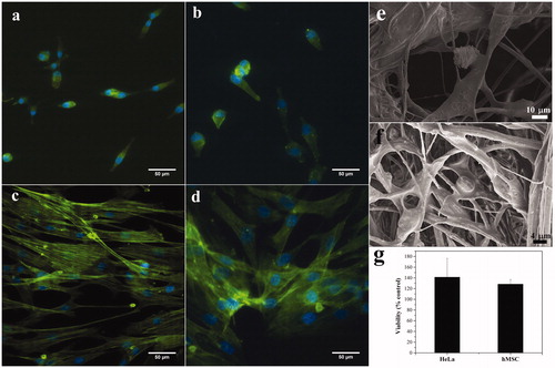 Figure 3. Representative fluorescence images of HeLa cells grown on (a) TCPS, (b) MNFs for 24 h, hMSCs cells grown on (c) TCPS, (d) MNFs for 48 h. SEM images of (e) HeLa cells and (f) hMSCs cells grown on MNFs. The viability of HeLa cell after 24 h and hMSCs after 48 h grown on MNFs.