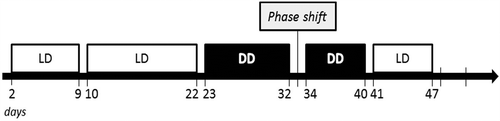 Figure 1. Study design for the analysis of the circadian behavioral phenotype in high and normal anxiety-like and depression-like mice. Light protocol used for the assessment of circadian wheel-running activity in selectively bred high and normal anxiety- and depression-like mice (HAB/NAB).