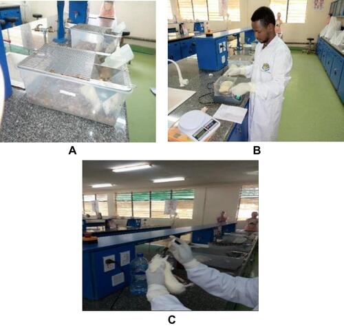 Figure 3 Sample photographs showing the oral administration process (A–C) within the biomedical science laboratory, Mizan–Tepi University.