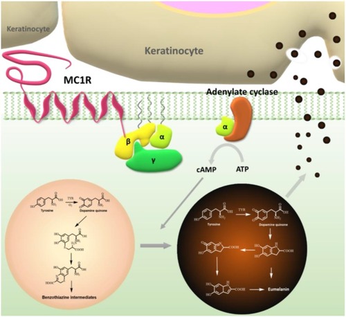 Figure 4 Schematic diagram of the role of MC1R in melanin synthesis and secretion.