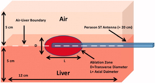Figure 3. Simulation geometry of the MWA antenna at an air–liver boundary that was compared to the experimental temperature and SAR data. Note that the ablation zone is on the surface of the liver (not in air), and the distance from the ablation zone to the simulation boundary (edge of liver) is approximately 6–8 cm.