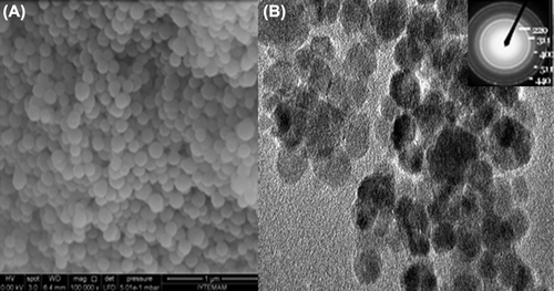 Figure 4. (A) SEM image of GNPs’ and (B) TEM image of MGNPs.