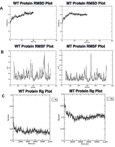 Figure 7 Analysis of the molecular dynamics simulations and trajectory of the wild-type and mutant proteins. (A) plots of the root mean square deviation, (B) root mean square fluctuation, and (C) the radius of gyration for the wild-type and mutant proteins, respectively.