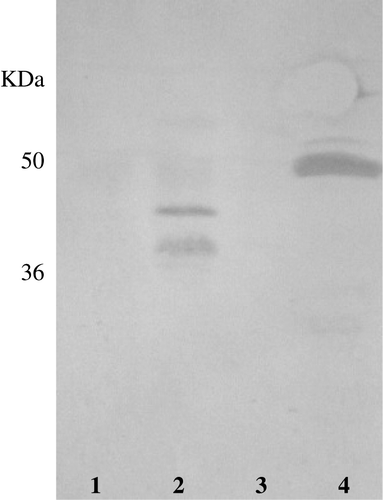 Figure 6.  Immunoblotting of anti-PP antiserum against kernel proteins fractionated by SDS-PAGE. (1) T. monococcum; (2) T. aestivum line FG; (3) T. aestivum ssp. spelta and (4) Phaseolus vulgaris.