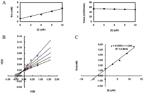 Figure 1.  Characterization of 4k to PTP1B. (A) At various fixed concentrations of 4k the initial velocity was determined with various concentrations of pNPP. (B) Typical competitive inhibition of 4k shown by Lineweaver-Burk plot. (C) Ki determination.
