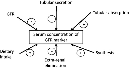 Figure 2. Factors influencing serum concentrations of endogenous eGFR markers.
