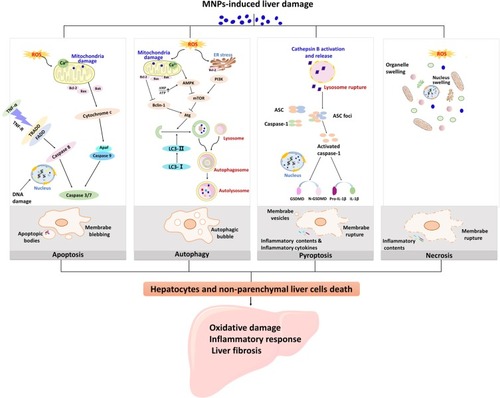 Figure 1 Different death mechanisms of liver cells are involved in the pathogenesis of liver injury induced by MNPs. Liver damage caused by MNPs is associated with oxidative damage, inflammatory response, and liver fibrosis in the liver. Apoptosis, autophagy, pyroptosis, and necrosis are all pathways of hepatocyte death. ROS induced by MNPs is responsible for the lipid peroxidation injury of the hepatic subcellular organelles. Apoptosis is considered as type I programmed cell death and mainly mediated by endogenous mitochondrial pathway and exogenous death receptor pathway. Mitochondrial ROS inhibited Bcl-2, and Fas-related death domain proteins (FADD) were activated, all of which eventually activated caspase 3 or caspase 7. Autophagy cell death is a programmed cell death different from apoptosis with initiation, nucleation of autophagosomes, phagosome expansion and completion, and autolysosome docking. Mitochondria and endoplasmic reticulum oxidative stress cause changes in the upstream molecules of autophagy and regulate autophagy-related (Atg) molecules.  Pyroptosis is a form of inflammatory cell death that characterized by caspase-1-dependent formation of plasma membrane pores, and mainly manifested by lysosome rupture, ROS production and the activation of inflammation,  leading to the release of pro-inflammatory cytokines and cell lysis. Necrosis is due to the production of ROS or instability of lysosome, release of calpain, and decrease of ATP level. The characteristics of necrosis include plasma membrane rupture, mitochondrial swelling, lysosome rupture, and intracellular contents release. Cell necrosis leads to inflammation that is not related to caspase cascade.