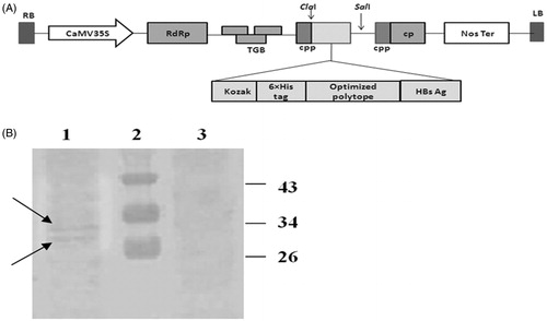 Figure 4. Schematic diagram of the constructed pVX–poly-HBs vector (A) and Western blotting analysis (B). (A) The synthetic and optimized gene after fusion to HBsAg was inserted into the ClaI/SalI sites of PVX-GW vector under the control of duplicated PVX-coat protein subgenomic-promoter (CPP). (B) Western blotting: lane 1: leaves agroinfiltrated with pVX-poly-HBs, lane 2: Prestained Protein Ladder (Fermentas, Amherst, NY). Lane 3: negative control (tobacco leaves transformed by pVX vector alone; i.e., without HCVpc–HBsAg gene). In lanes 1 and 3, around 50 µg of plant TSP were applied in each lane. Appearance of the doublet bands (indicated arrows) could be due to the presence of glycosylated and non-glycosylated forms of HBsAg (about 33 and 30 kDa) in the expressed HCVpc–HBsAg.