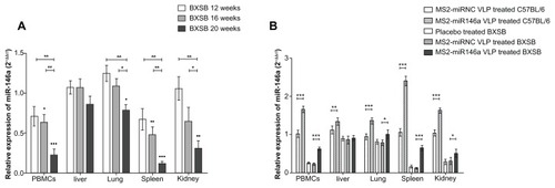 Figure 2 The miR-146a expression in BXSB and C57BL/6 mice. (A) Total RNA was extracted from PBMCs, liver, lung, spleen, and kidney tissue of BXSB mice (n = 5 per group) at 12, 16 and 20 weeks of age (equating to a mild, moderate, or severe disease state, respectively) and control C57BL/6 mice (n = 5 per group) at 20 weeks of age. The miRNA expression profile was determined by qRT-PCR assay, normalized by U6 RNA, and then compared with that of C57BL/6 mice. *P < 0.05 and **P < 0.01, respectively, with regard to comparisons between the miR-146a expression levels of BXSB mice at different ages. •P < 0.05; ••P < 0.01 and •••P < 0.001, respectively, with regard to comparisons between the miR-146a expression levels in BXSB mice and age-matched C57BL/6 mice. (B) After administration of MS2-miR146a VLP over 12 days (at approximately 18 weeks of age, n = 5 per group), miR-146a levels in PBMCs, liver, lung, spleen, and kidney tissue were measured by qRT-PCR as described above.Notes: “*,” “**,” and “***” indicate P < 0.05, P < 0.01 and P < 0.001, respectively.Abbreviations: PBMC, peripheral blood mononuclear cell, VLPs, virus like particles.