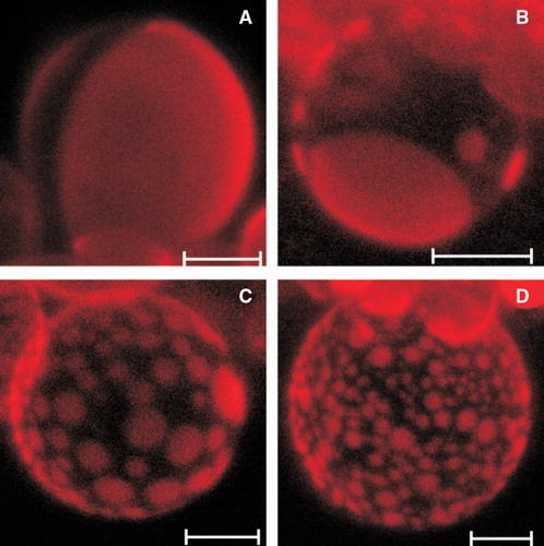 Figure 2. Representative confocal images (hemispherical projections) of GUVs formed from equimolar DOPC:SM:Chol mixture (A), and GUVs modified with 200 μM of TFP (B-D). GUVs were labelled with DiIC12(3) (probe concentration 0.1 mol %). Scale bar is 10 μm. Images were recorded at room temperature.