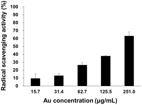 Figure 7. In vitro antioxidant activity (DPPH radical scavenging activity) of cf-sk-AuNPs.