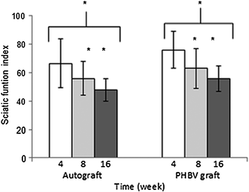 Figure 5. After 4th, 8th (n = 18), and 16th (n = 12) weeks of operations, autograft and PHBV graft group SFI values. *Statistical significance (p < 0.05).
