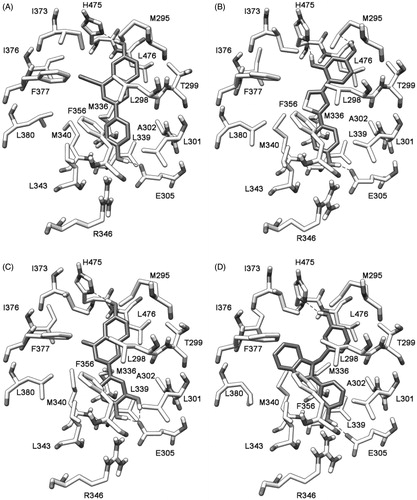 Figure 7. Minimized average structures of compounds 1 (B), 4 (C), and 6 (D) docked into ERβ. The X-ray complex between ERβ and 3-(3-fluoro-4-hydroxyphenyl)-7-hydroxy-1-naphthonitrile (1YYE PDB code) is also reported as a reference system (A).