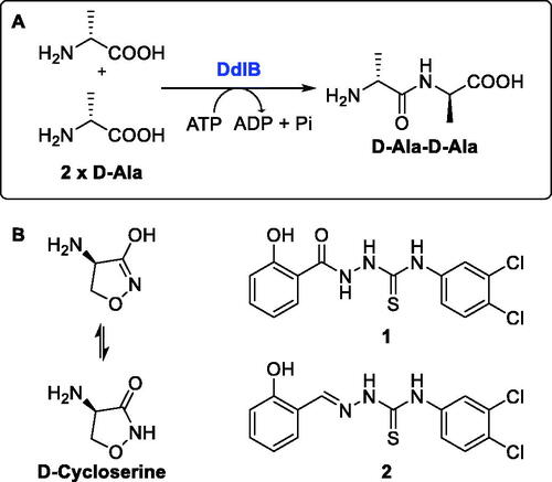 Figure 1. (A) Reaction mechanism and (B) inhibitors of Ddl.