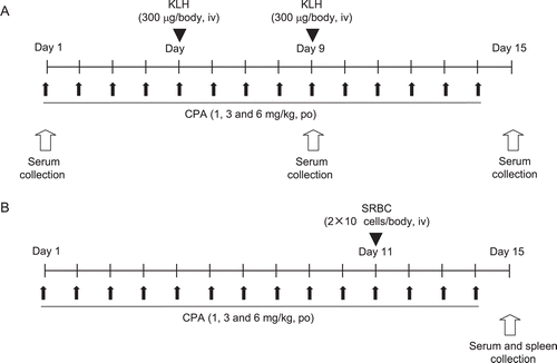 Figure 1.  Study designs of TDAR assays. Cyclophosphamide (CPA) was dosed orally to female rats for 14 consecutive days (1, 3, and 6 mg/kg). (A) Primary and secondary KLH-TDAR assay: Animals were immunized twice by IV injection of keyhole limpet hemocyanin (KLH, 300 μg/rat) on Days 5 and 9 during the 14-day CPA treatment. ELISA was used to determine serum anti-KLH IgM and anti-KLH IgG levels on Days 1, 9, and 15. (B) Traditional SRBC-PFC or SRBC-TDAR assay: Animals were immunized with IV injection of SRBC (2 × 108 cells/body) on Day 11 during 14-day CPA treatment. Serum anti-SRBC IgM levels or anti-SRBC IgM producing cell counts were determined on Day 15 by ELISA or PFC assay, respectively.