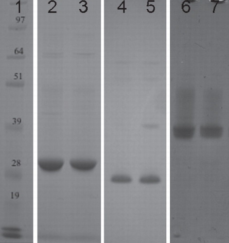 Figure 3. SDS-PAGE analysis of the purified proteins. This is a composite figure constructed using images from different gels, all aligned against the same molecular weight marker. Peak fractions taken after size-exclusion chromatography were incubated at 37°C for 30 min before being analyzed on an SDS-PAGE gel and stained with Coomasie Blue. All of the proteins migrated lower than expected for their predicted molecular weights, a phenomenon often observed for helical membrane proteins (Rath et al. Citation2009). Lane 1, molecular weight marker; Lanes 2–3, XylH; Lanes 4–5: PgpB and Lanes 6–7: YjdL. 4–12% Bis-Tris gels (Novex) were used and run in MOPS buffer, at 200 V for ∼ 50 min.