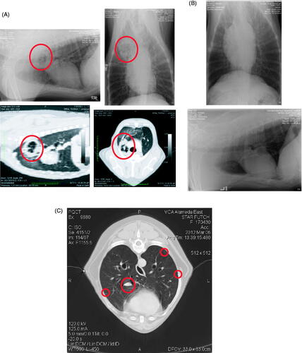 Figure 2. Imaging studies conducted (A) at diagnosis, (B) 3 months post-surgical, (C) 6 months post-surgical. CT studies were only completed at initial diagnosis and at the 6-month time point, when metastasis was suspected from radiographs. Thoracic radiographs were conducted at all time points.