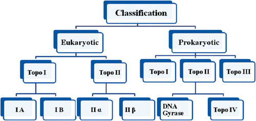 Figure 1.  Classification of topoisomerases.