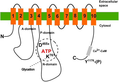 Figure 1. Simplified scheme of PMCA structure with sites modified by high glucose. Transmembrane regions are numbered 1–10. Approximate positions of the phosphoryl-aspartate (D*) and lysine (K) crucial for ATP binding are shown. In the C-terminal region, tyrosine (Y) residue is indicated. Its phosphorylation results in inactivation of the pump. Positions of particular residues are numbered according to the human PMCA4b sequence.