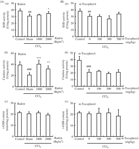 Figure 4. Effects of radon (A) and α-tocopherol (B) on antioxidative-associated parameters in the kidney of CCl4-administrated mice. Each value indicates the mean ± 95% confidence intervals. The number of mice per experimental point is—six to eight.Note: *p < 0.05, **p < 0.01, ***p < 0.001 versus CCl4, ##p < 0.01, ###p < 0.001 versus control.