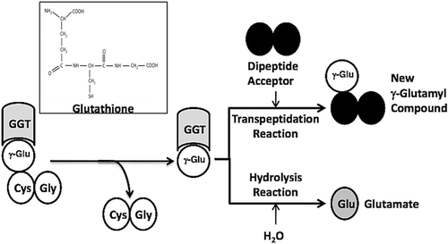 Figure 1.  GGT reactions with γ-Glutamyl Substrates. Cleavage of glutathione, a physiologic substrate of GGT, is shown. The γ-glutamyl bond between the γ-carbon of glutamate and the amine of cysteine is cleaved by GGT. The γ-carbon of glutamate forms an acyl covalent bond with the hydroxyl group on the side chain of Thr-381 of human GGT. The acyl bond can either be hydrolyzed releasing glutamate (Glu), or an acceptor nucleophile can attack forming a new γ-glutamyl compound (transpeptidation reaction). The reactions proceeds via a Ping-Pong mechanism.