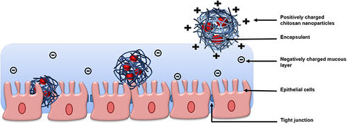 Figure 3 Schematic illustration of the interaction between chitosan loaded nanoparticles with the mucus layer.