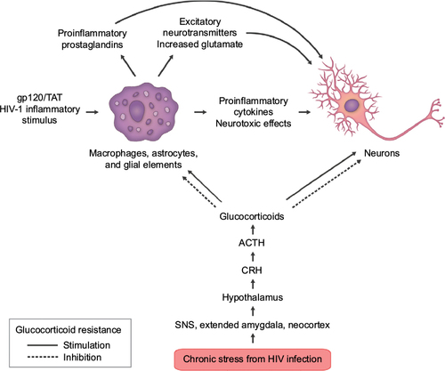 Figure 2 Some of the complex interactions of HIV infection in the central nervous system.