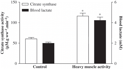 Figure 1.  CS activity for soleus muscle and blood lactate levels in the sedentary control and in five-day exhausted animals (difference from sedentary control; *p < 0.001).
