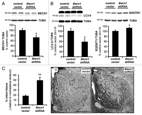 Figure 8. Inhibition of autophagy by lentiviral vectors expressing shRNA targeting Becn1 reduces brain damage following neonatal cerebral hypoxia-ischemia. (A) Representative immunoblot and corresponding quantification showing that lentiviral injections mediating Becn1 downregulation decreased BECN1 expression levels by 30% compared with control lentiviral vector injections (control vector: 100 ± 7%, Becn1 shRNA: 72 ± 10%), Welch ANOVA, n = 4 rats). When subjected to HI, animals injected with shRNA against Becn1 present (B) a reduced induction of LC3-II expression 24 h after the insult (control vector: 100 ± 10, Becn1 shRNA: 56 ± 12%, Welch ANOVA, n = 6 rats) and a decreased SQSTM1 degradation (control vector: 100 ± 4, Becn1 shRNA: 112 ± 3%, Welch ANOVA, n = 8 rats). (C) Rat pups with striatal injection of Becn1 shRNA show a higher percentage of “intact striatum,” meaning surviving or noninfarcted striatum, than do those with control vector-injection (control vector: 18 ± 2%, n = 15; Becn1 shRNA: 49 ± 7%, n = 12, Welch ANOVA). Values are mean ± SEM *P < 0.05, **P < 0.01. Scale bar: 1 mm.