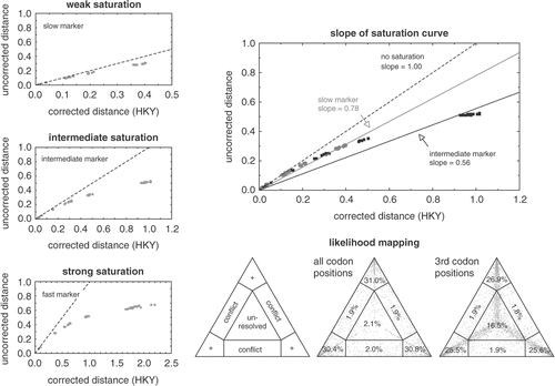 Fig. 4. Visual methods for detecting saturation in molecular phylogenetic datasets. The three graphs on the left show how plotting uncorrected versus corrected pairwise genetic distances allow assessment of the degree of substitutional saturation in a dataset. The dashed line indicates the expected correlation in the absence of saturation (i.e. uncorrected distances equal corrected distances). The datasets in the three plots were generated by simulating markers evolving at different rates along the same tree, facilitating comparison between the three panels. The top panel represents the slowest marker and does not deviate far from the dashed line. The centre plot shows the results for a marker evolving at an intermediate rate. The bottom panel shows the strongest deviation from the dashed line, indicating strong saturation in this fast marker. Note the different scales along the x-axis. The top right panel illustrates how the slope of the linear regression through the saturation curve can be used as a measure of the amount of saturation in a dataset. The data in this plot are for the slow and intermediate markers from the previous graphs. The triangles in the lower right of the figure illustrate likelihood mapping. The left panel shows the parts of the graph indicating tree-like signal (corners, indicated with +), conflicting signal (along the sides) or the lack of signal (in the centre). The centre panel shows the application of this technique to a red algal rbcL dataset of 20-taxa (Hommersand et al., Citation2006). A great majority of points are located in the corners, indicating that the quartets in this dataset are tree-like. When only third codon positions are considered (right panel), a substantially larger amount of the quartets were unresolved, indicating moderate saturation at third codon positions.