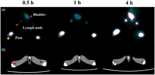 Figure 7. (a) SPECT and (b) CT imaging of a rabbit lymph node after hock injection of 99mTc-Au-Ac-PENPs (right) and 99mTc-Au-Gly-PENPs (left) at different time points postinjection.