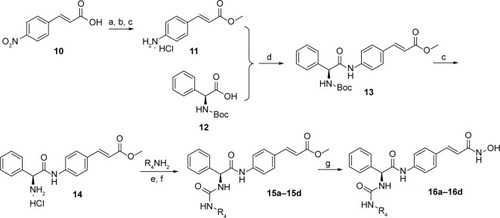Figure 4 Reagents and conditions: (a) CH3COCl, MeOH; (b) SnCl2, EtOH; (c) HCl, anhydrous EtOAc; (d) TBTU, Et3N, DCM; (e) BTC, dioxane, reflux; (f) Et3N, DCM; (g) NH2OK, MeOH.