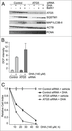 Figure 4. ATG5 is important in the cellular responses to DHA. (A) ARPE-19 cells were transfected with control siRNA or ATG5 siRNA (100 nM) and left for 24 h before reseeding. Following incubation for 24 h, the cells were added DHA (70 μM) or BafA1 (100 nM) for 24 h and immunoblotted for ATG5, SQSTM1, and MAP1LC3B. ACTB and PCNA were used as loading controls. (B) The cells were siRNA-transfected as in (A). After DHA (140 µM) treatment for 3 h changes in ROS levels were measured using a fluorescent ROS DCF probe. The results are representative for 2 independent experiments. Each experiment was performed in duplicates where the mean intensity ±SD of 10,000 cells per well was measured. The control is normalized to one and the relative fold changes are shown. (C) Relative cell index after transfection with control or ATG5 siRNA (100 nM) after vehicle or DHA (140 μM) based on real-time monitoring using the xCELLigence instrument. The cell index for each treatment was normalized to one at the start of the experiment. For each time point the cell index of control samples (Control siRNA + vehicle and ATG5 siRNA + vehicle) was normalized to 1. The effect of DHA treatment after transfection with either Control siRNA or ATG5 siRNA is shown relative to the corresponding controls. Mean normalized cell index with standard deviation of triplicate wells of vehicle or DHA treated cells is displayed. Data shown are representative for 2 independent experiments.