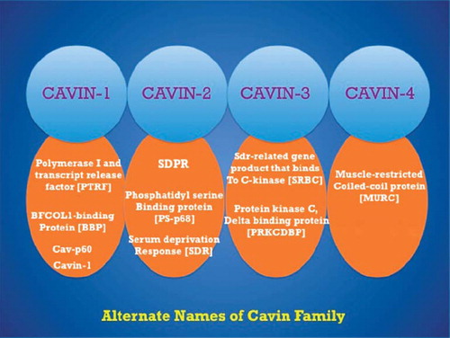 Figure 1. Different names of Cavin family protein.