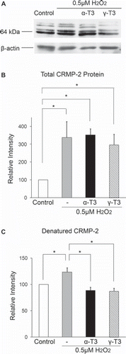 Figure 4. Denatured CRMP-2 proteins appear after treatment of neuro2a cells with hydrogen peroxide. Neuro2a cells after treatment with hydrogen peroxide in the presence or absence of α-tocotrienol (5 μM) or γ-tocotrienol (5 μM) were lysed and used for western blotting analysis. The same membranes were re-probed and used for the detection of β-actin (A). CRMP-2 band intensities were calculated using ImageQuant TL. Relative band intensities of total CRMP-2 protein are shown (B). Relative band intensities of denatured CRMP-2 protein are plotted as a ratio of the intensity of bands for total CRMP-2 protein. Control values were set to 100%. All scores are normalized to the band intensity of β-actin (C). Each column represents the mean of three independent experiments. Data were analysed by Student's t-test, with findings of p < 0.05 considered significant.