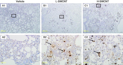 Figure 7. SPP1 immunostaining in lung tissues intratracheally instilled with vehicle control (A1 and A2), L-SWCNT (B1 and B2) or H-SWCNT (C1 and C2) at 90 days post-instillation.