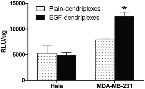 Figure 6. Transfection efficiency of dendriplexes (N/P ratio of 20) and EGF-dendriplexes (N/P ratio of 20, EGF/DNA weight ratio of 2) in Hela and MDA-MB-231 cell lines. * means p < 0.05.