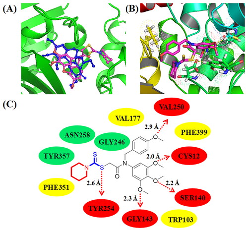Figure 6. (A) Compound C11 (pale red structure) docked into a similar pocket as colchicine (blue structure); (B) 3D binging modelling between C11 and tubulin; (C) Hydrogen bonds, hydrophobic effects and hydrophilic effects of C11 targeting to tubulin (PDB code: 1SA0).