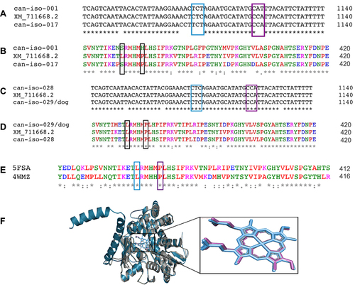 Figure 4 CYP51 nucleotide and amino acid MSA for the wild-type (XM_711668.2) and clinical isolates of C. albicans. (A) Nucleotide MSA between the wild-type (XM_711668.2) and resistant strains (Can–iso–001 and Can–iso–017). (B) Amino acid MSA between the wild-type (XM_711668.2) and the resistant strains. (C) Nucleotide MSA between the wild-type (XM_711668.2) and susceptible strains (Can–iso–028 and Can–iso–dog). (D) Amino acid MSA between the CYP51 of the wild-type and the susceptible strains. (E) Alignment of the amino acid sequences of C. albicans (5FSA) and S. cerevisiae (4WMZ) CYP51. The highlighted residues (LEU–370 and PRO–375 in the C. albicans CYP51) are the amino acid residues of interest and both are equivalent to LEU–374 and PRO–379 respectively in the S. cerevisiae CYP51. (F) Structural alignment of the C. albicans (grey cartoon) and S. cerevisiae (turquoise cartoon) CYP51 3D structures as visualized using the Pymol molecular visualizer. The prosthetic heme molecule of the C. albicans CYP51 is colored in purple while that of the S. cerevisiae is colored in blue. The highlighted regions depict the codons and amino acid residues of interest while the asterisks denote the degree of conservation for within residues.