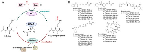 Figure 2. Protein lysine acetylation and deacetylation catalyzed by lysine acetyltransferases (KATs) and lysine deacetylases (KDACs) with Ac-CoA as the acetyl group donor (A); current HDAC inhibitors approved by FDA and China’s National Medical Products Administration (B).